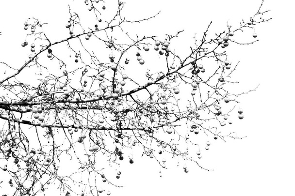  uma árvore velha e seus ramos no céu claro
 - Foto, Imagem