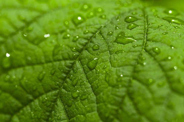 Όμορφο πράσινο φύλλο με σταγόνες νερού - Φωτογραφία, εικόνα