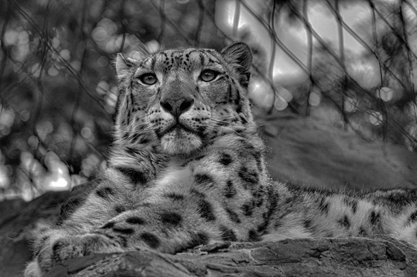 Un léopard des neiges
 - Photo, image