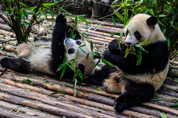 Панды наслаждаются своим бамбуковым завтраком на исследовательской базе в Чэнду
, - Фото, изображение