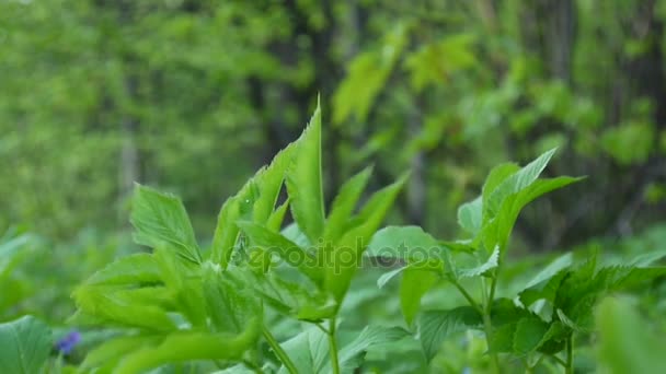 Aegopodium podagraria grass in spring. Medicinal wild plant. Shutting static camera. - Footage, Video