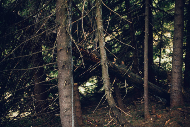 Forest of pine in the mountains - Zdjęcie, obraz