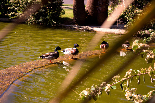 Pond. Ducks and gooses in the water.  - Photo, Image