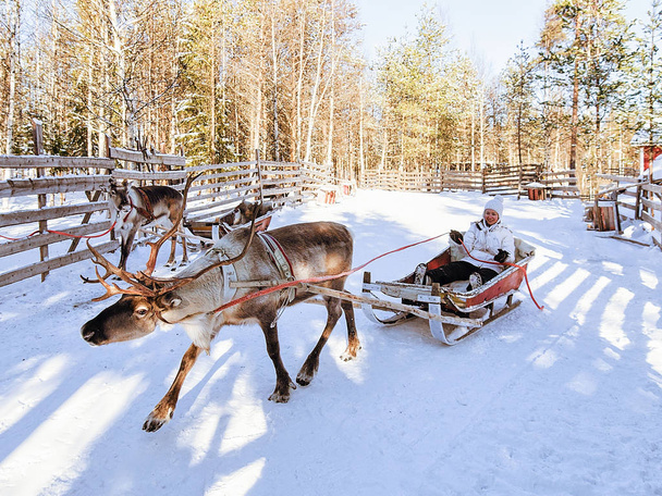 Girl while reindeer sledge ride at winter Rovaniemi - Photo, Image