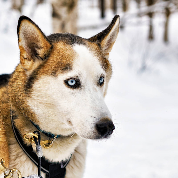 Μεγαλόσωμος σκύλος στο έλκηθρο σε Λάπλαντ Φινλανδίας - Φωτογραφία, εικόνα