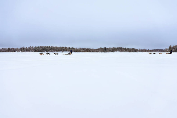 Husky dogs sledge on frozen winter lake Lapland Finland - Photo, Image
