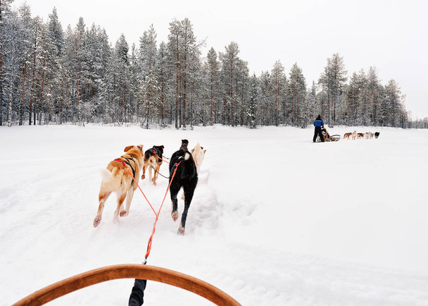 Man on husky sledge in Lapland of Finland - Photo, Image