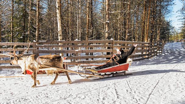 Ihminen kun poro reki ratsastaa talvella Rovaniemi
 - Valokuva, kuva