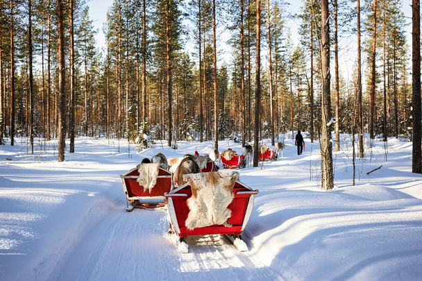 People at Reindeer sleigh caravan safari in forest Finnish Lapla - Photo, Image