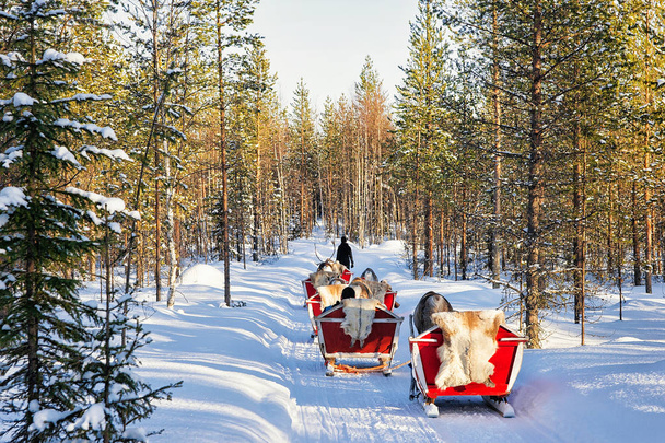 Ludzi w renifer sanki caravan safari w lesie fińskiej Laponii - Zdjęcie, obraz