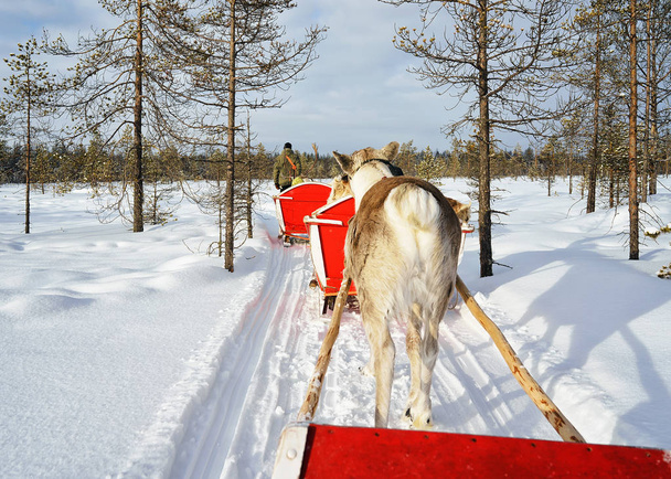 Lidé v sobí sáně karavan v zimě Rovaniemi lese - Fotografie, Obrázek