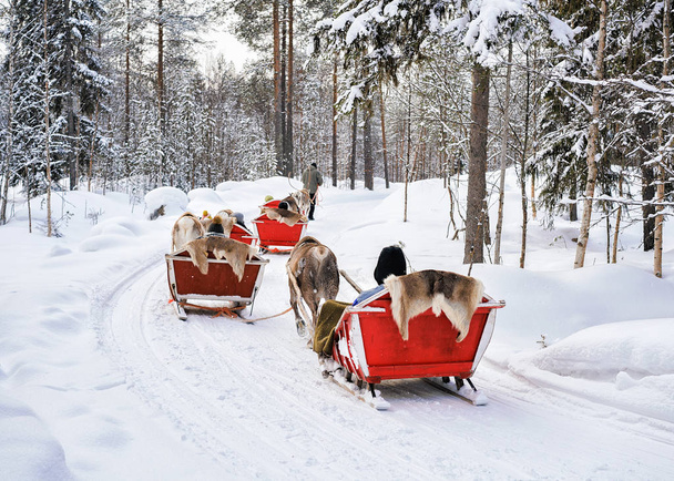 Люди на санях северных оленей караван в зимнем лесу Рованиеми
 - Фото, изображение