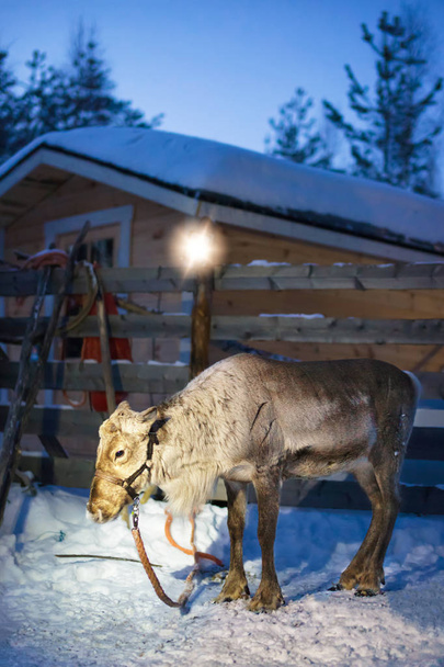 Reindeer in farm in Lapland Finland - Photo, Image