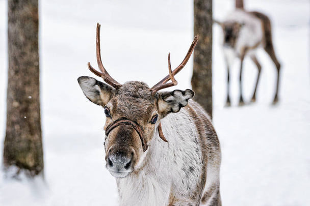 Reindeer in winter farm in Lapland - Photo, Image
