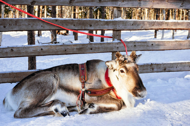 Sobí v zimě v hřebčíně Laponsko - Fotografie, Obrázek