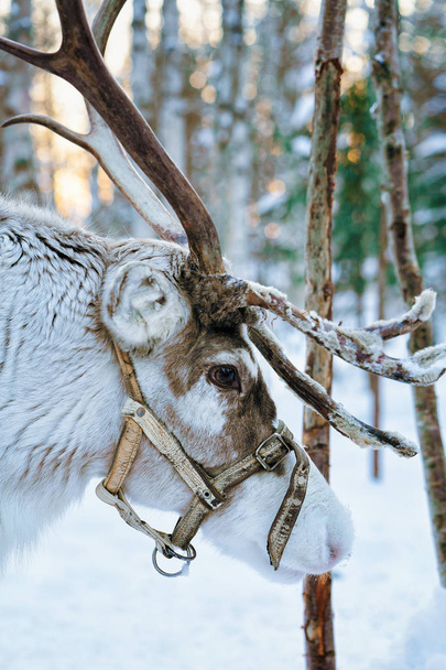 Reindeer in winter forest in Lapland Finland - Photo, Image