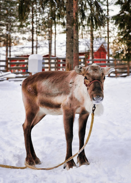 Олені без роги фермі взимку фінської Лапландії - Фото, зображення