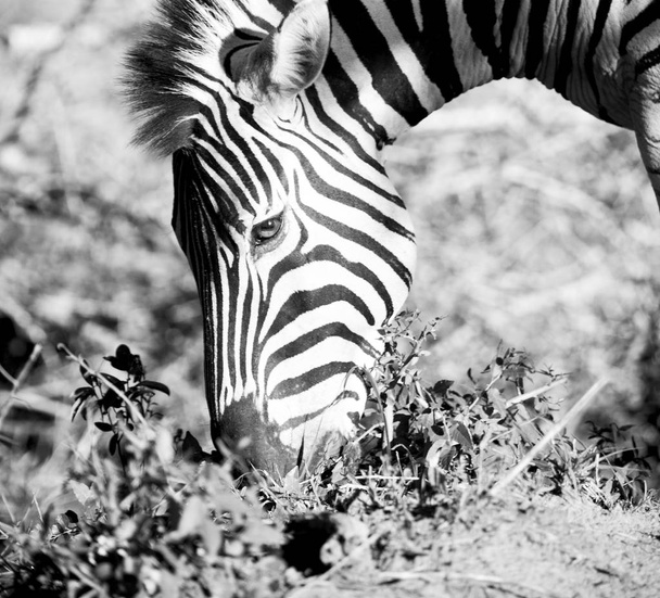   en Afrique du Sud réserve naturelle faunique et zèbre
 - Photo, image