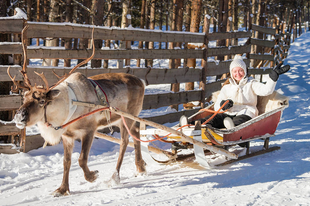 Woman while reindeer sledge ride in winter Rovaniemi - Photo, Image