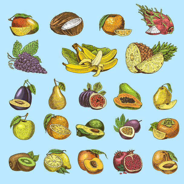 soubor ručně kreslené, ryté čerstvé ovoce, vegetariánské jídlo, rostliny, vintage pomeranč a jablko, hroznů s kokos, gragonfruit, hruška, broskev, švestka. - Vektor, obrázek