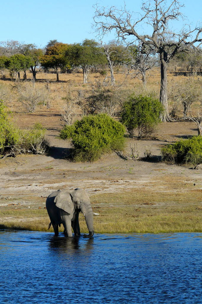 Słoń afrykański spacery po wodach rzeki Chobe w obszarze Serondela, Park Narodowy Chobe, Botswana, Afryki - Zdjęcie, obraz