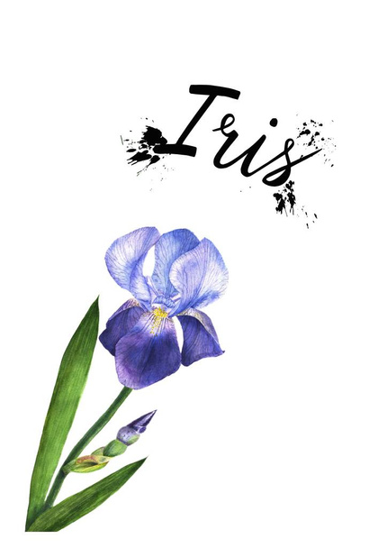 Watercolor illustration purple iris flower plant. Wildflower iris flower in a watercolor style isolated. - Foto, Bild