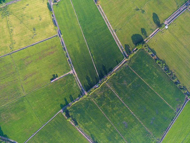 Textura y patrones de las granjas de arroz verde desde arriba
 - Foto, Imagen