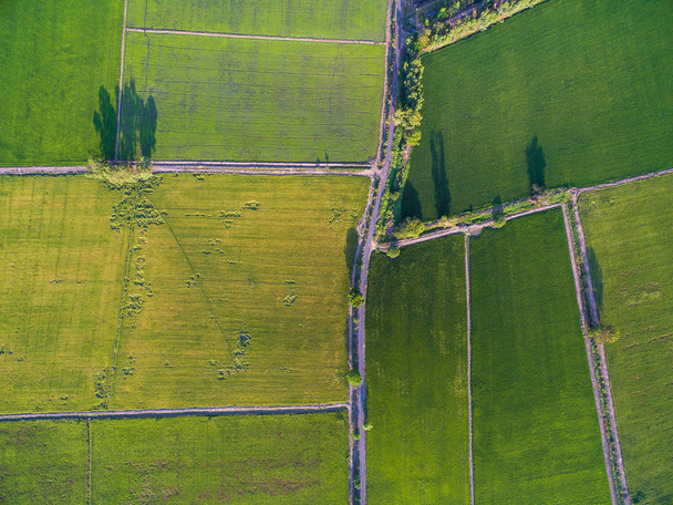 Widok z lotu ptaka abstrakcyjne ryżu gospodarstw i linii dróg - Zdjęcie, obraz