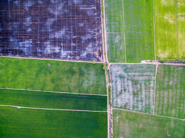 Aerial view of green rice farms and uncultivated land - Foto, immagini