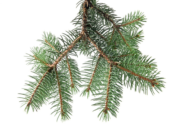 υποκατάστημα της fir-δέντρο - Φωτογραφία, εικόνα