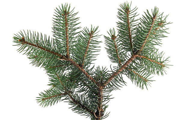 branch of fir-tree - Photo, Image