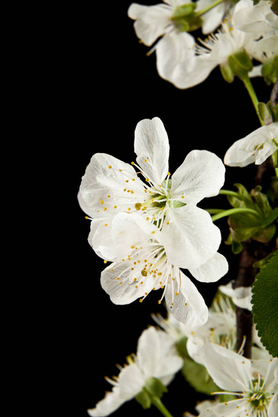 spring flowers of cherry - Foto, Imagen