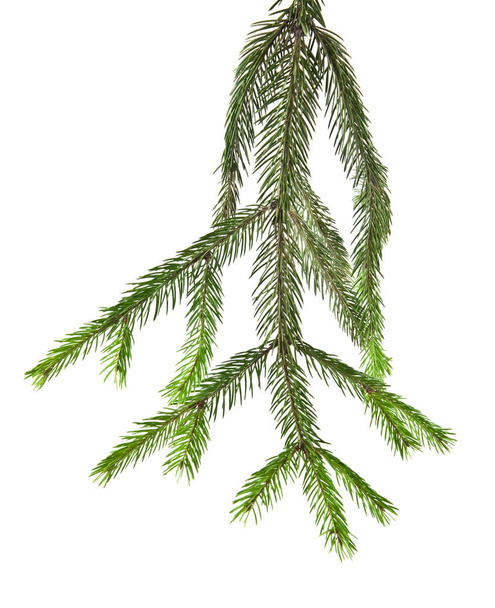 branch of fir-tree - Photo, Image