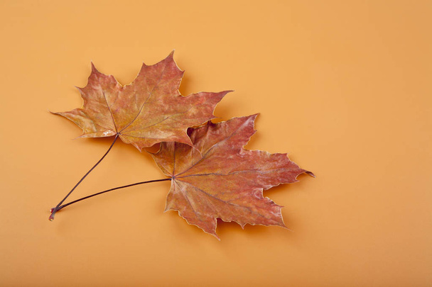 Τα φθινοπωρινά φύλλα ως φόντο - Φωτογραφία, εικόνα
