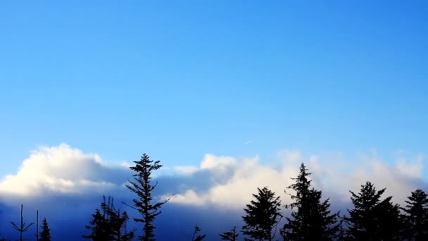 Movimento de nuvens sobre pinheiros, vídeo estático. Ucrânia, montanhas dos Cárpatos, Dragobtat. - Filmagem, Vídeo