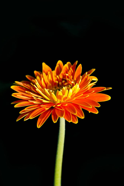 Gerbera jamesonii in flower - Foto, afbeelding