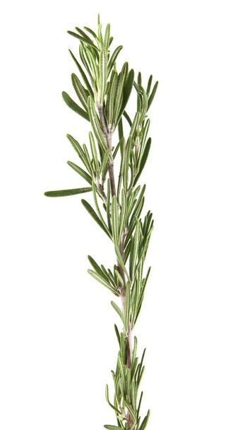 rosemary on white background - Foto, afbeelding