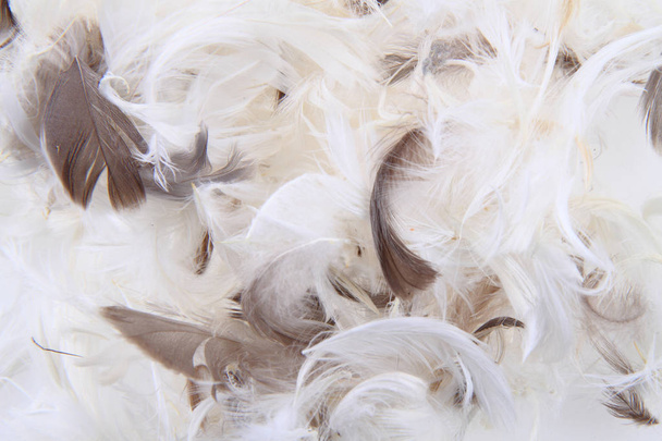 bird feathers texture - Foto, Imagem