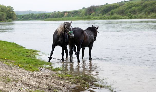 川には2頭の素敵な黒い馬が立っている。脚の拘束のためのチェーンを持つ1つ  - 写真・画像