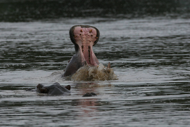 Дикий бегемот в африканской речной воде бегемот (Hippopotamus amphibius
 - Фото, изображение
