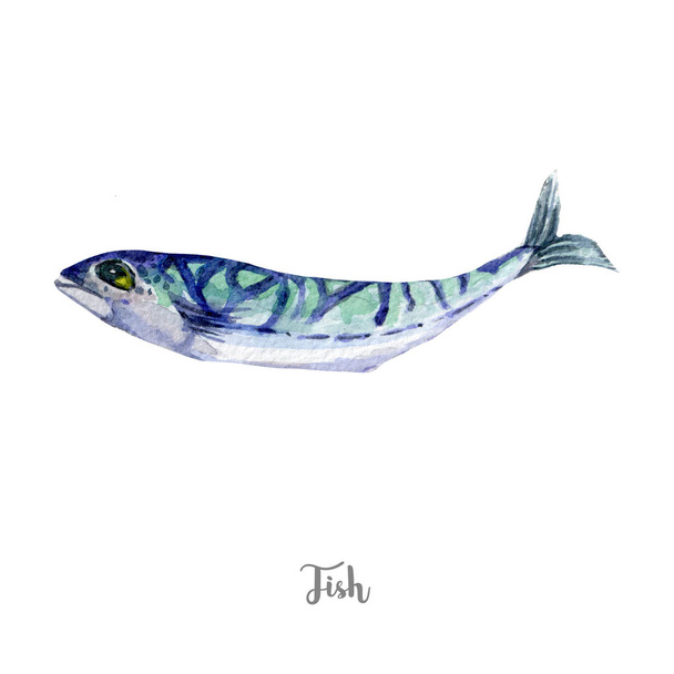 fresh fish illustration. Hand drawn watercolor on white background - 写真・画像