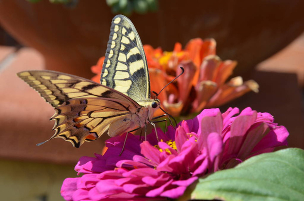 Крупный план Бабочка на Цветок
 - Фото, изображение