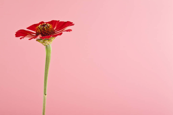 flowers on pink background  - 写真・画像