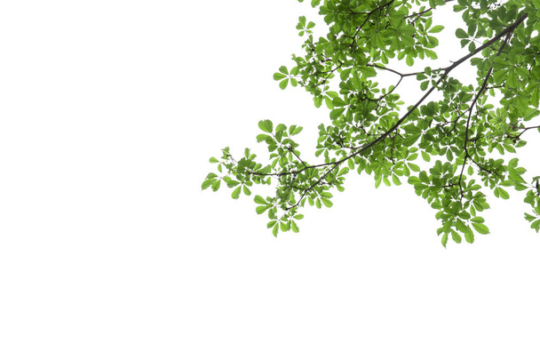 branch of green leaf isolated on white background with copy spac - Zdjęcie, obraz