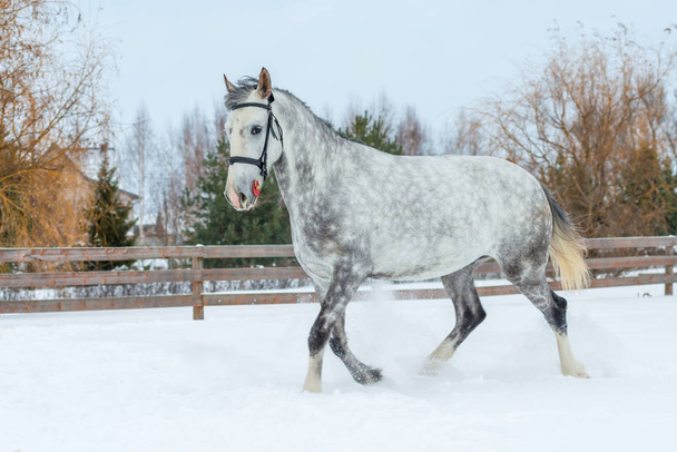 gray horse with the color of an apple, the snow on the ranch - Photo, Image