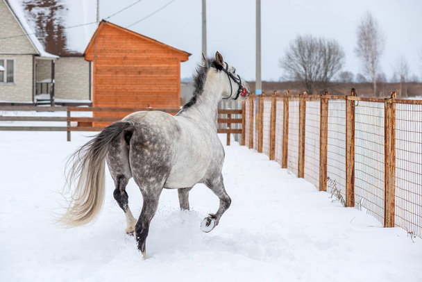 Серый конь смотрит на свободу через забор
 - Фото, изображение