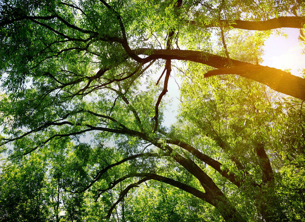 メープルの枝と葉 - 写真・画像