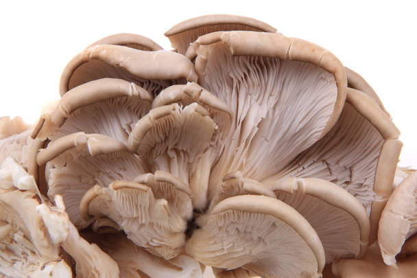 Изолированные устричные грибы
  - Фото, изображение