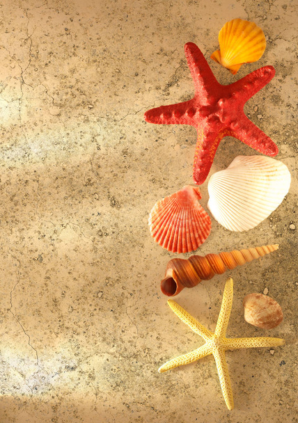 Coleção de conchas e estrelas marinhas
 - Foto, Imagem