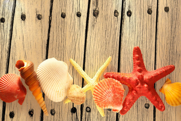 Collection coquillages et étoiles de mer
 - Photo, image